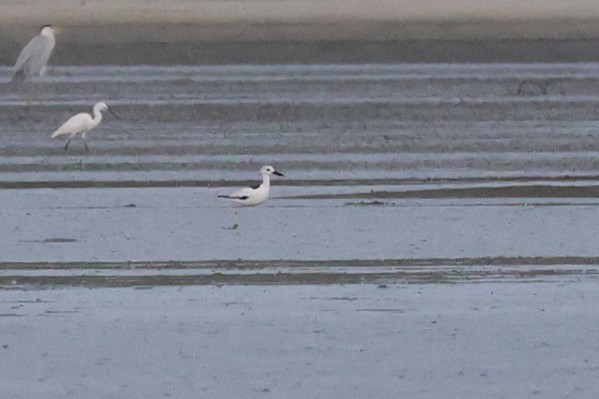 Crab-Plover - ML655543143