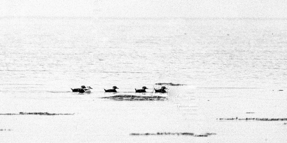 Steller's Eider - ML655543795