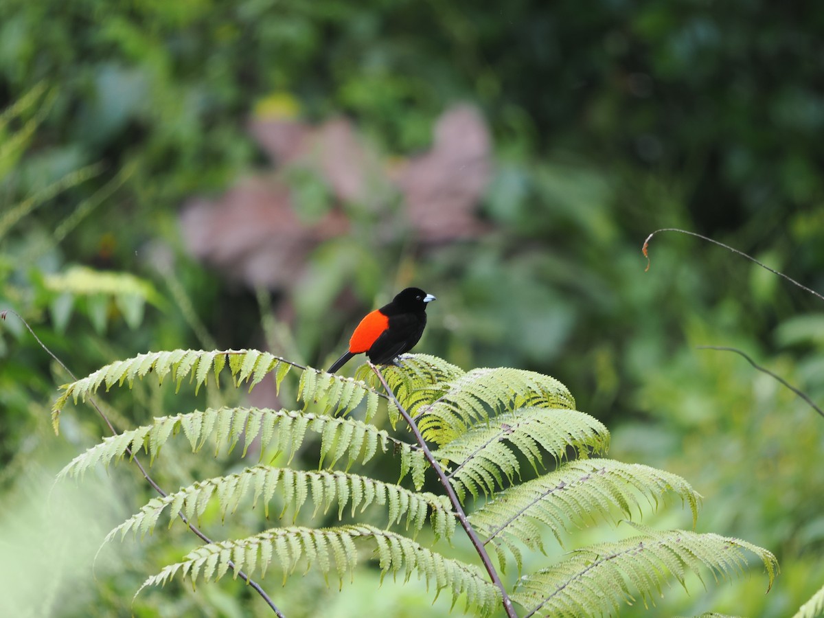 コシアカフウキンチョウ - ML655544246