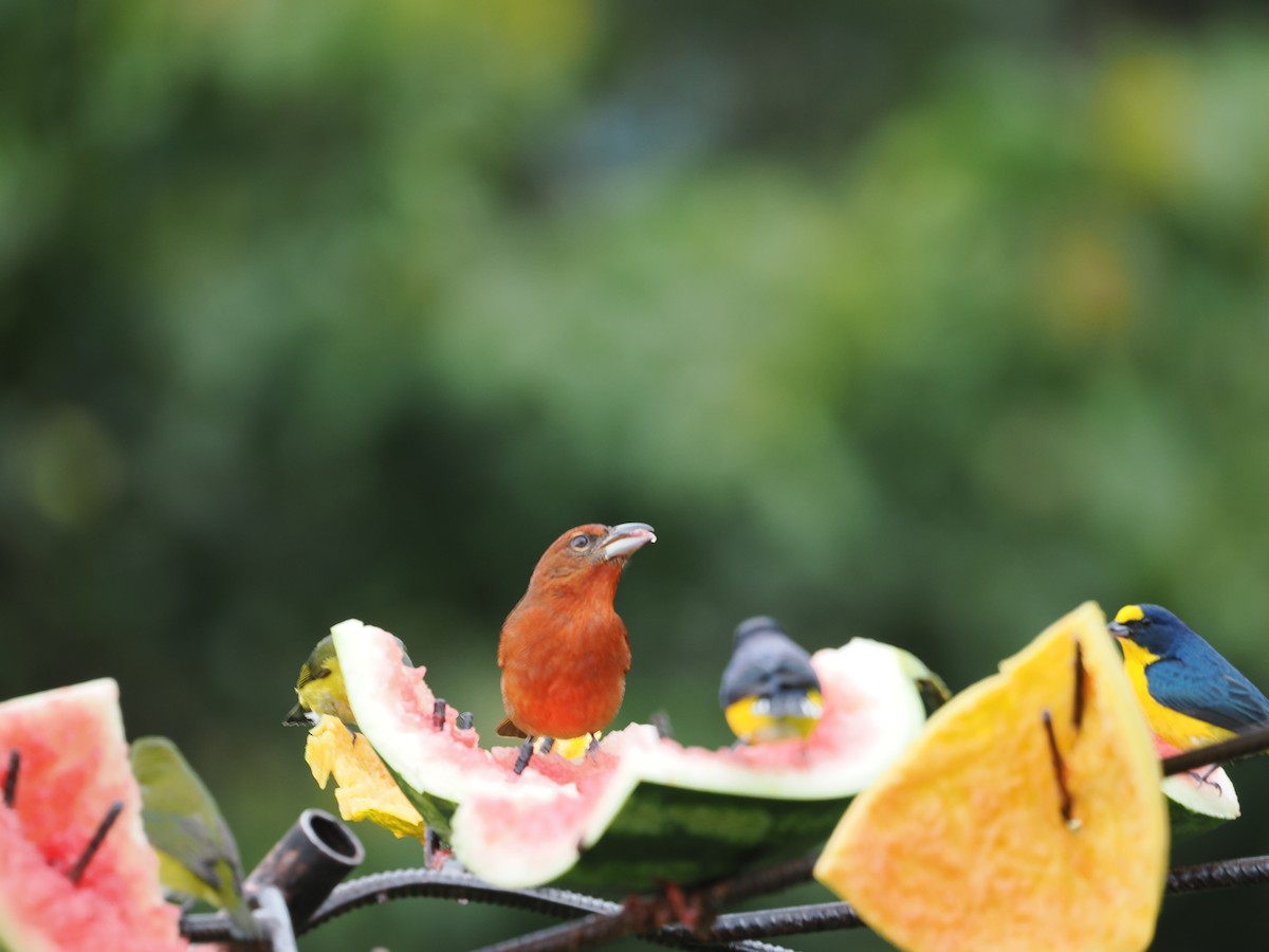 レンガフウキンチョウ - ML655544323