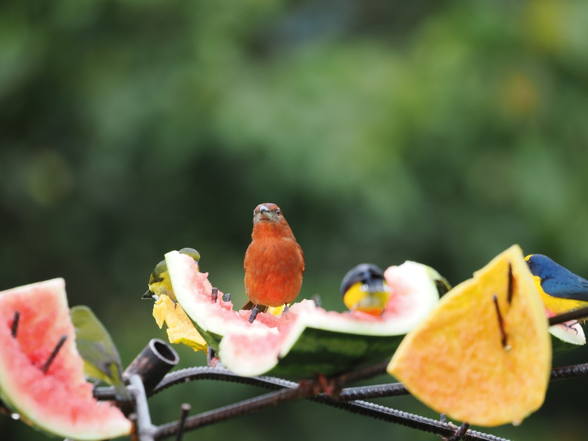 レンガフウキンチョウ - ML655544333