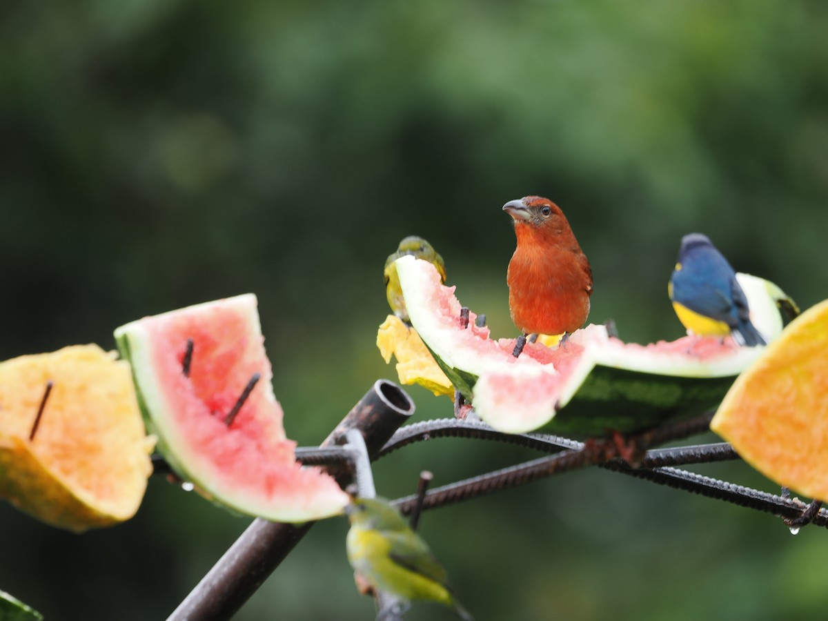 レンガフウキンチョウ - ML655544369