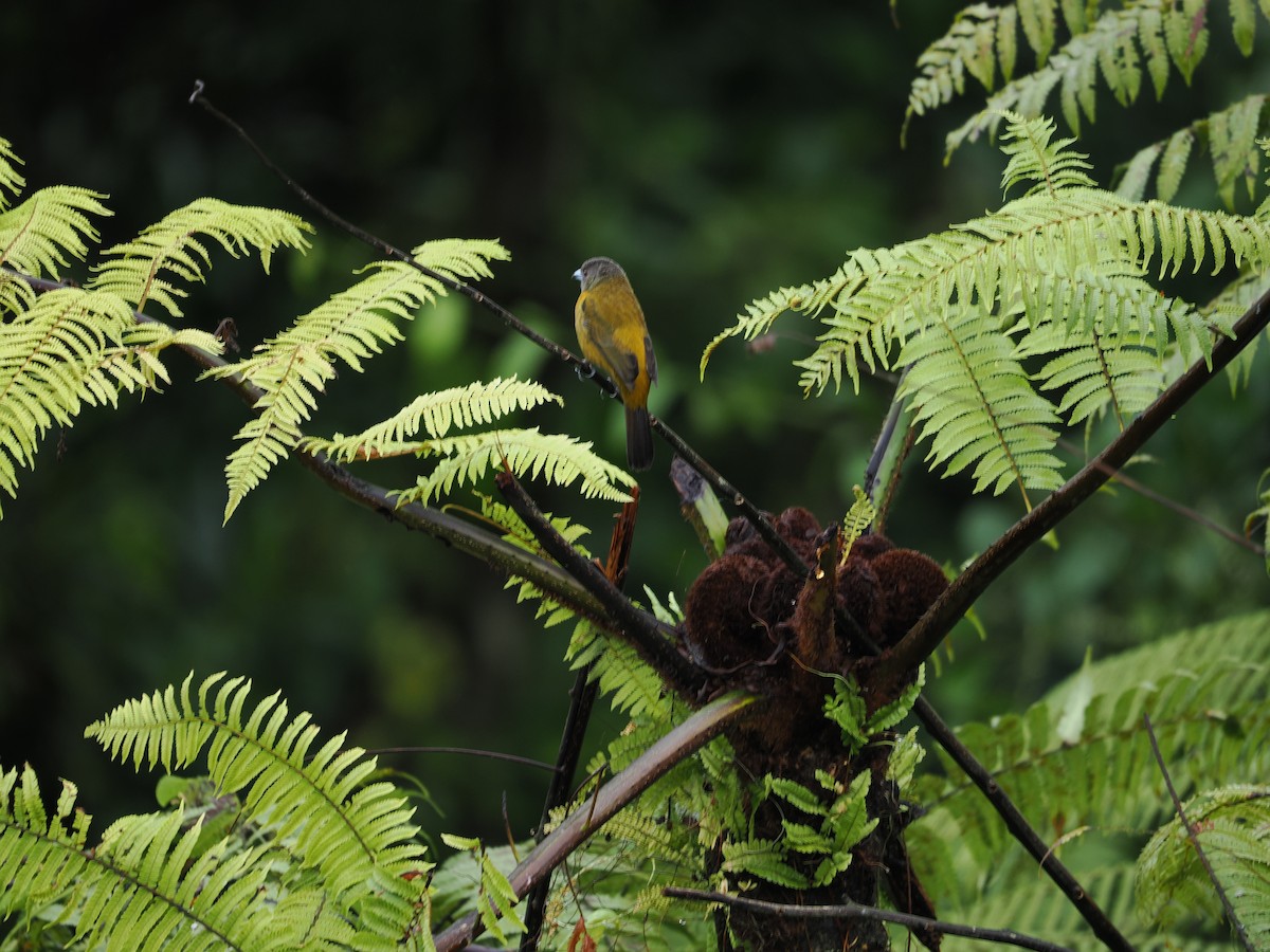 コシアカフウキンチョウ - ML655544454