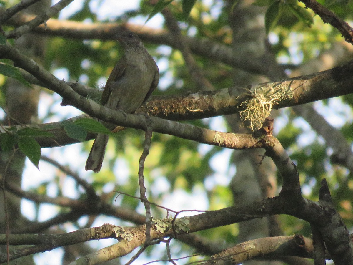 Scaly-throated Honeyguide - ML655544762