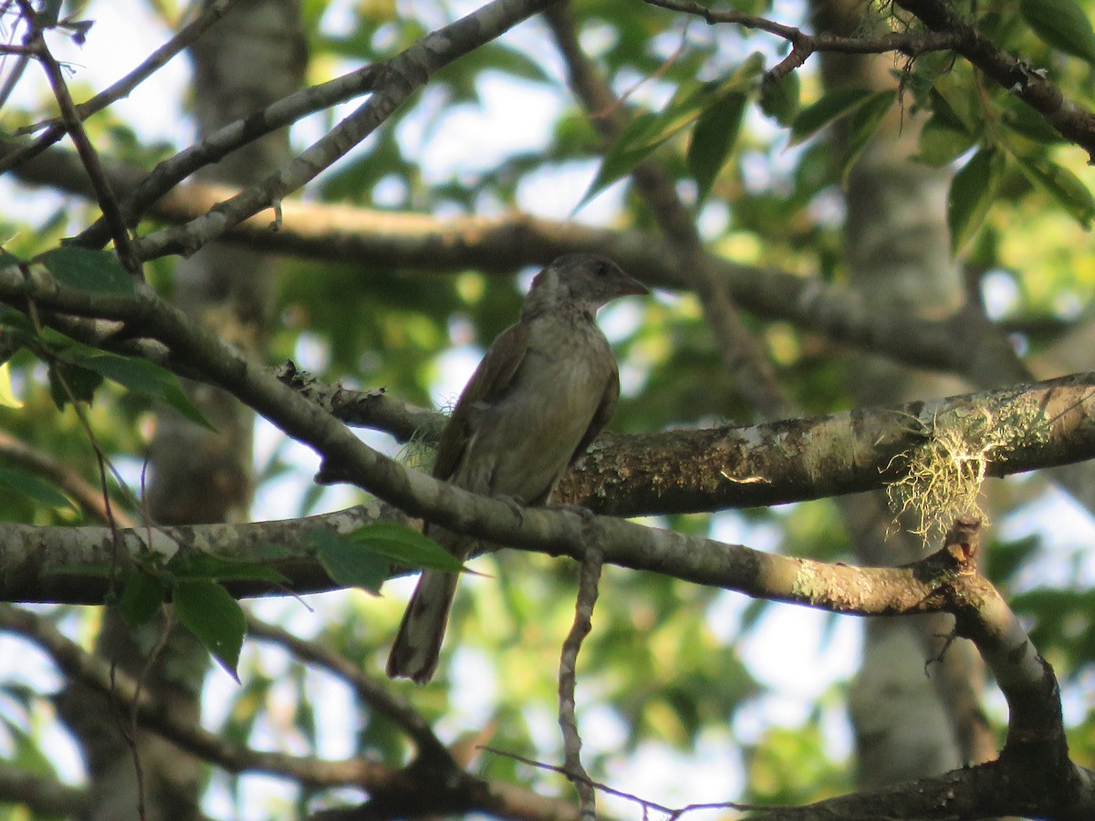 Scaly-throated Honeyguide - ML655544763