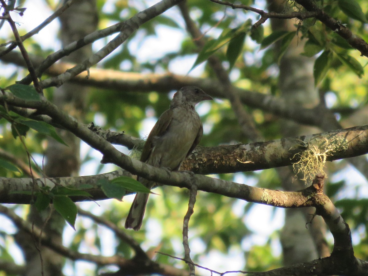 Scaly-throated Honeyguide - ML655544764