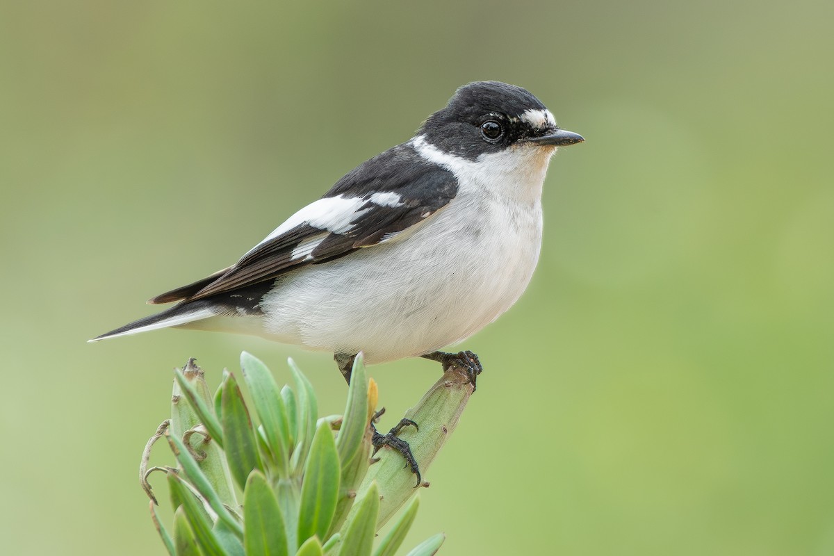 Semicollared Flycatcher - ML655545143
