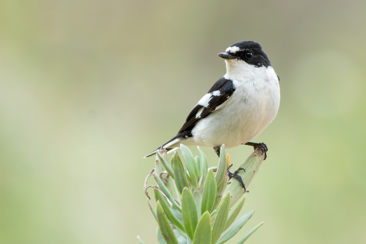 Semicollared Flycatcher - ML655545144