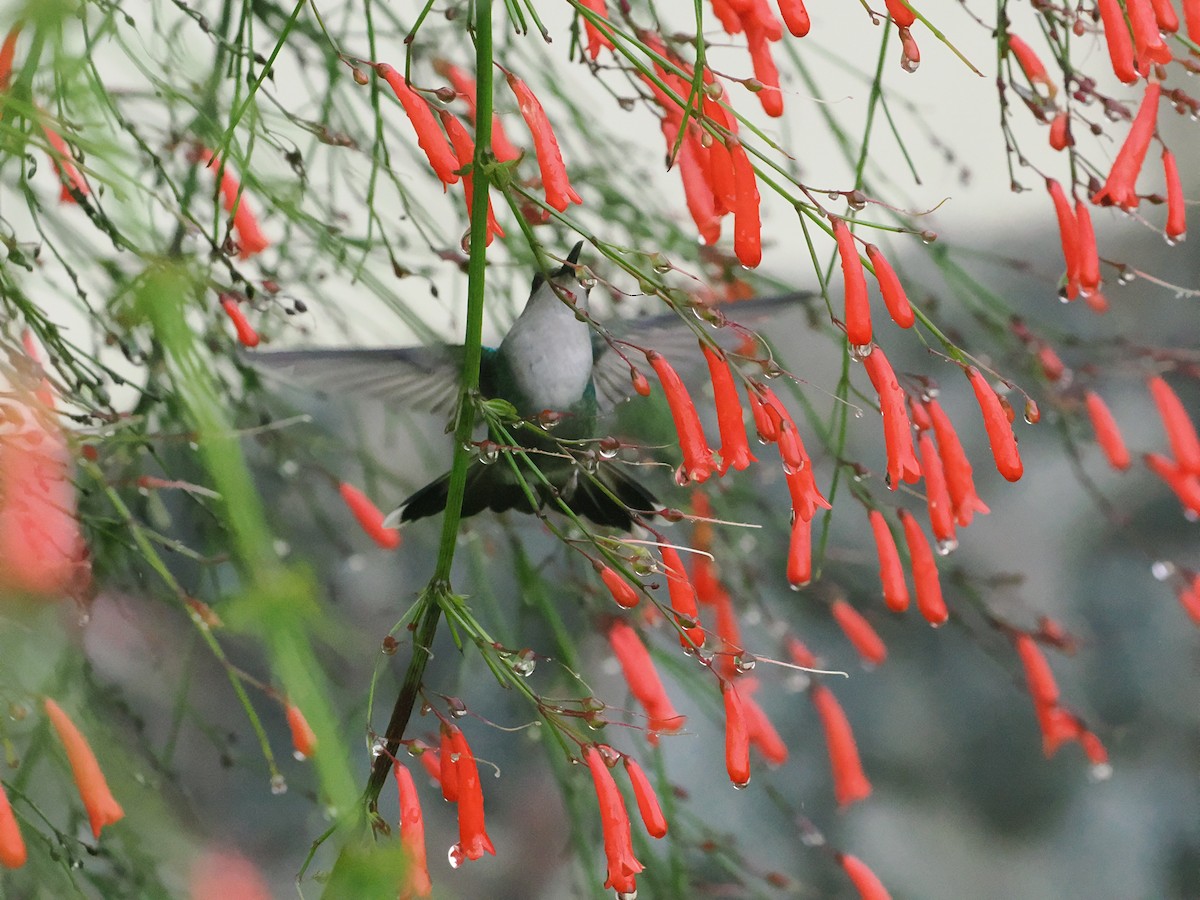 Violet-headed Hummingbird - ML655545669