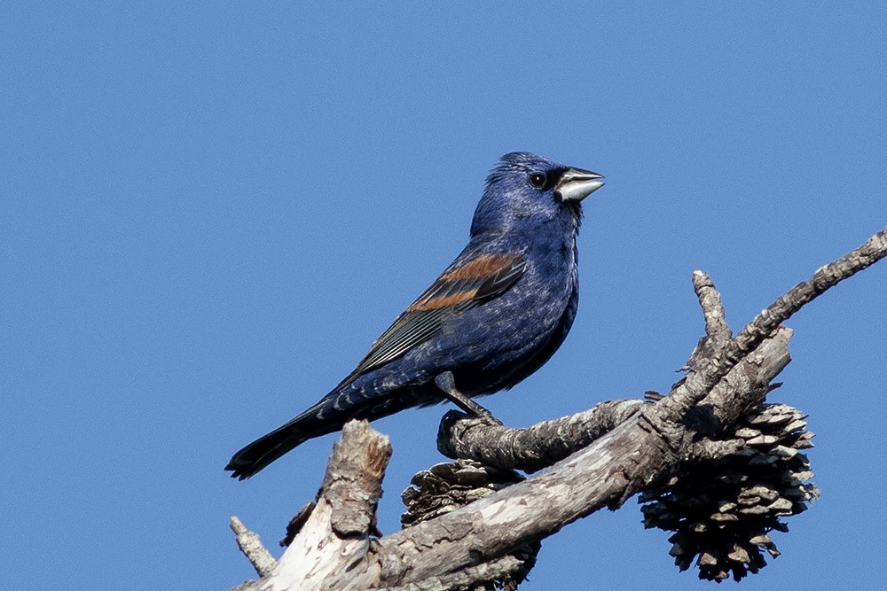 Blue Grosbeak - ML655545677