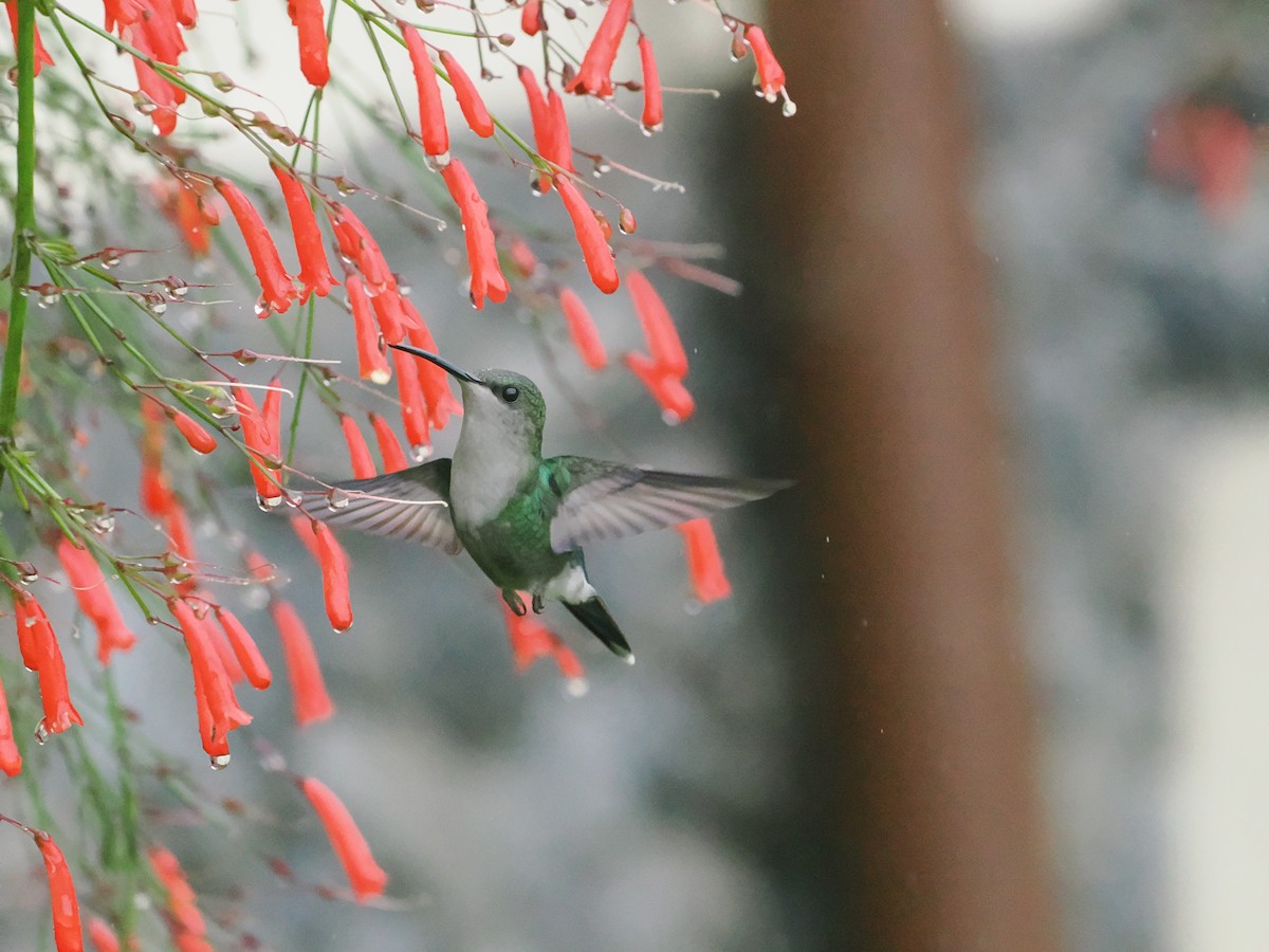 Violet-headed Hummingbird - ML655545679