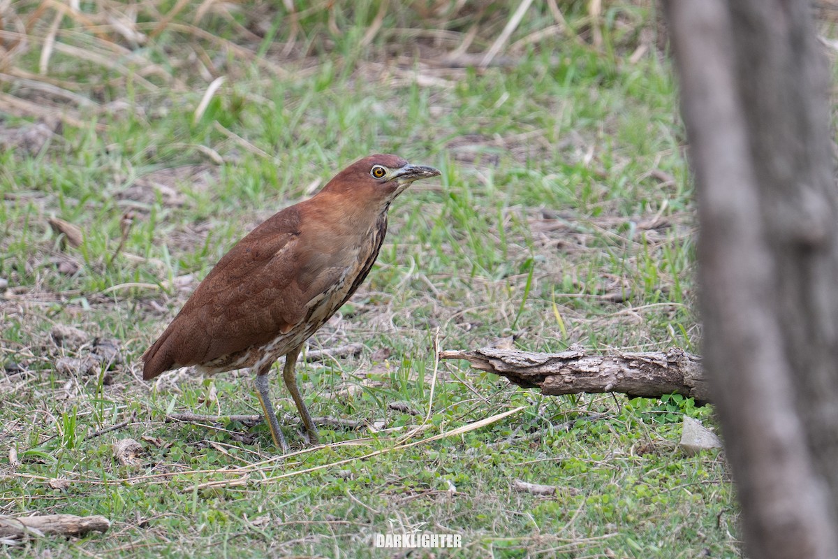 Japanese Night Heron - ML655545684