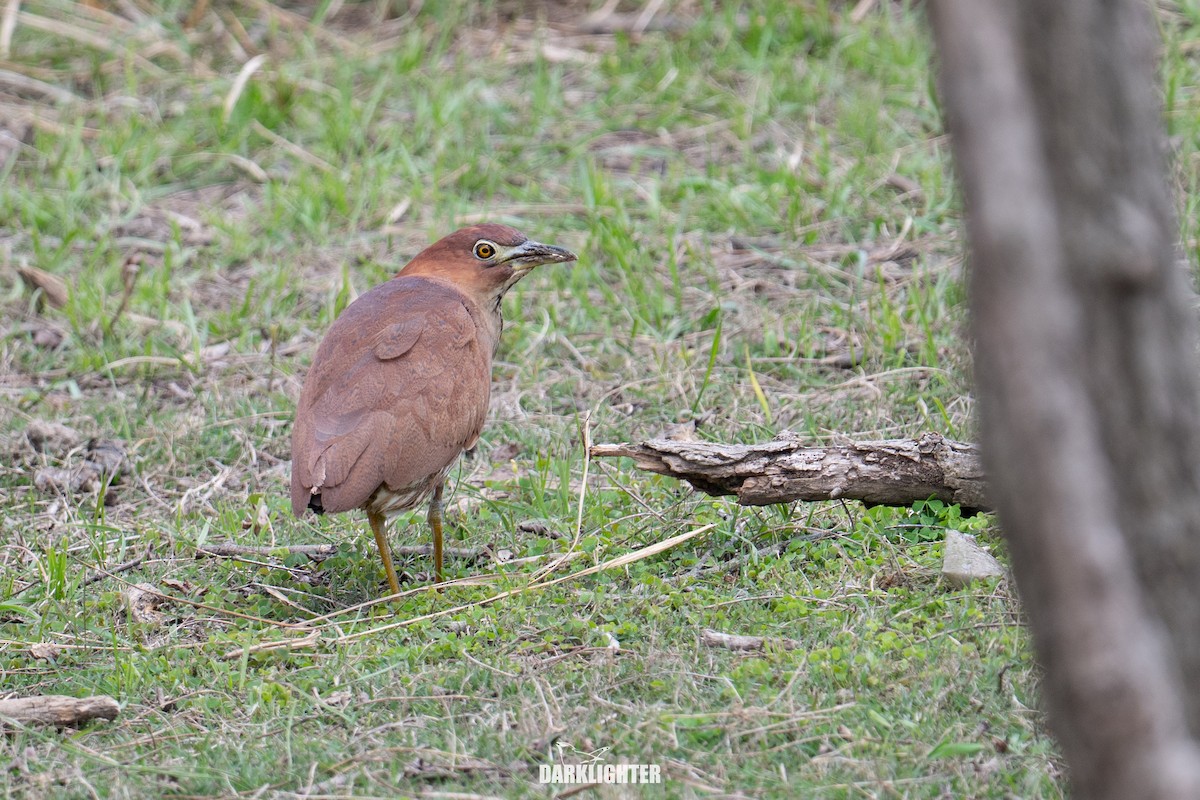Japanese Night Heron - ML655545685