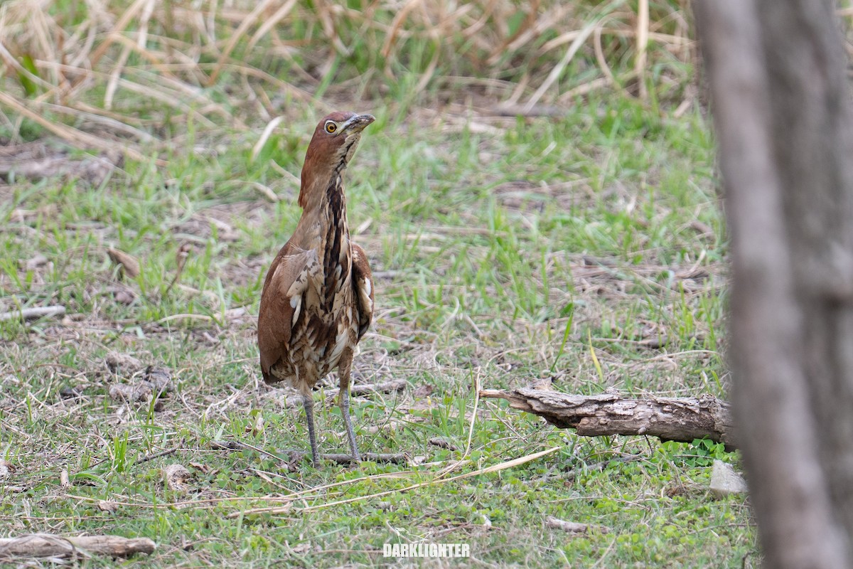 Japanese Night Heron - ML655545686