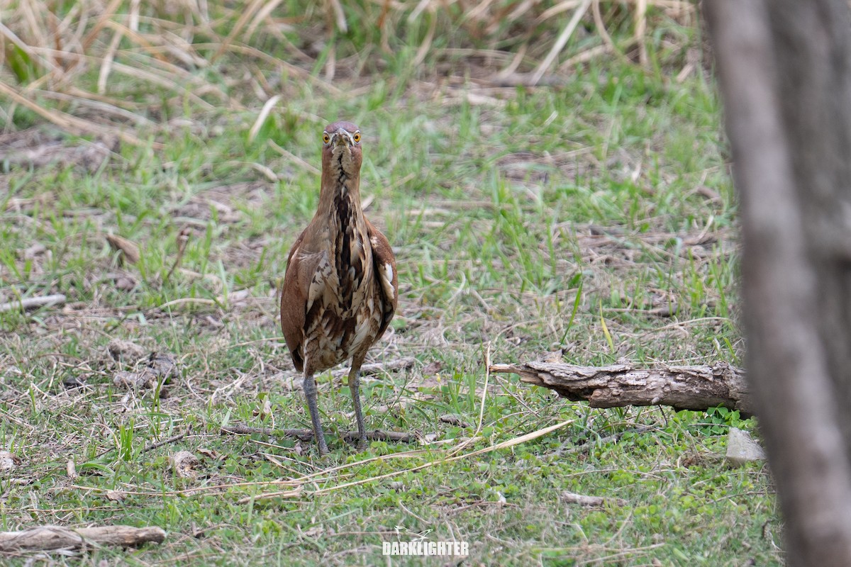 Japanese Night Heron - ML655545687