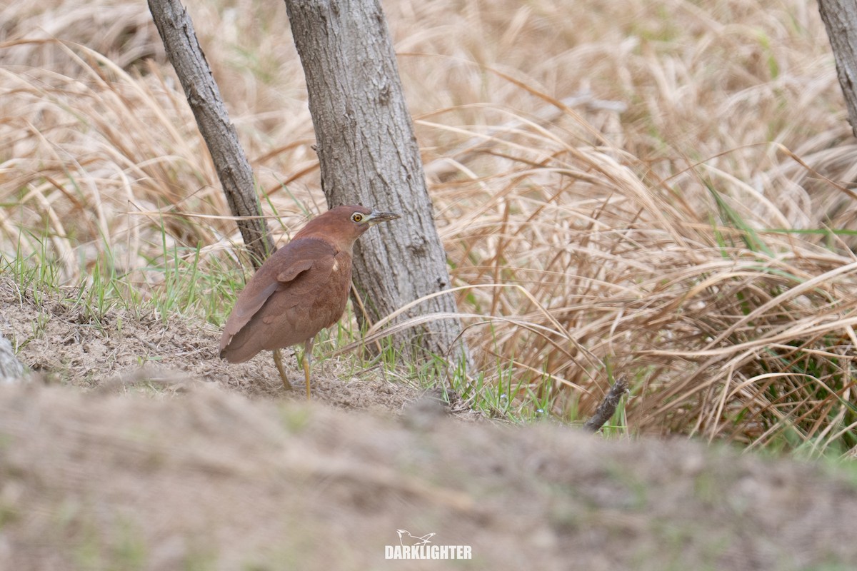 Japanese Night Heron - ML655545688
