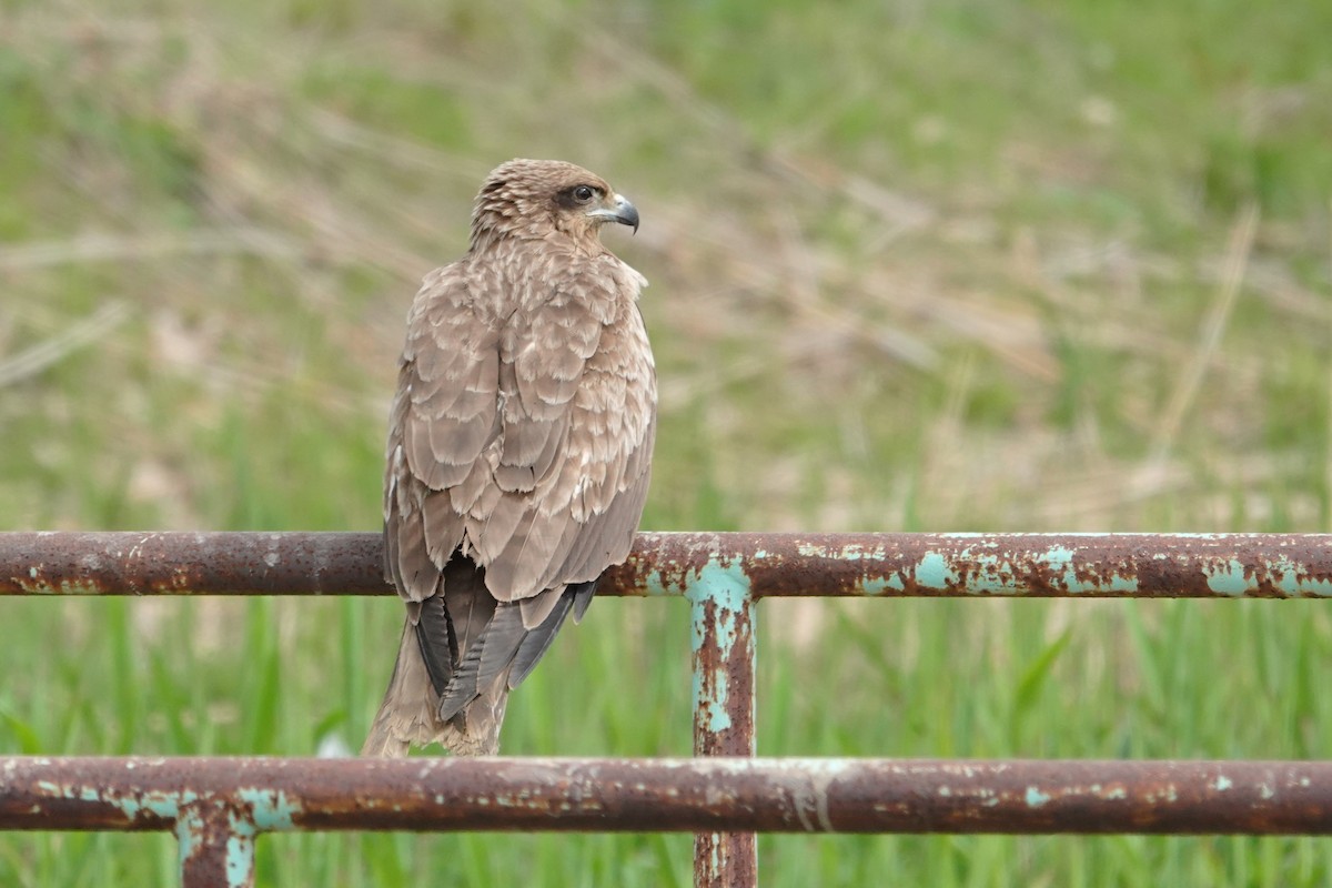 Miru beltza (lineatus/formosanus) - ML655545694
