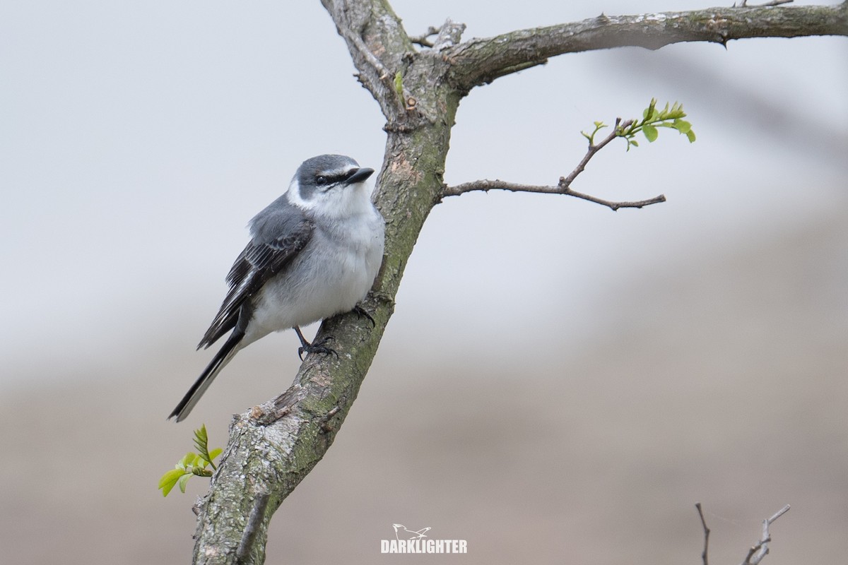 Ashy Minivet - ML655545696