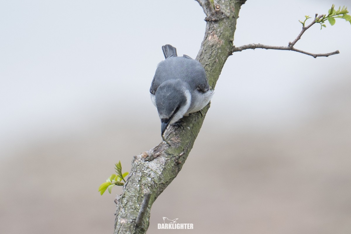 Ashy Minivet - ML655545697