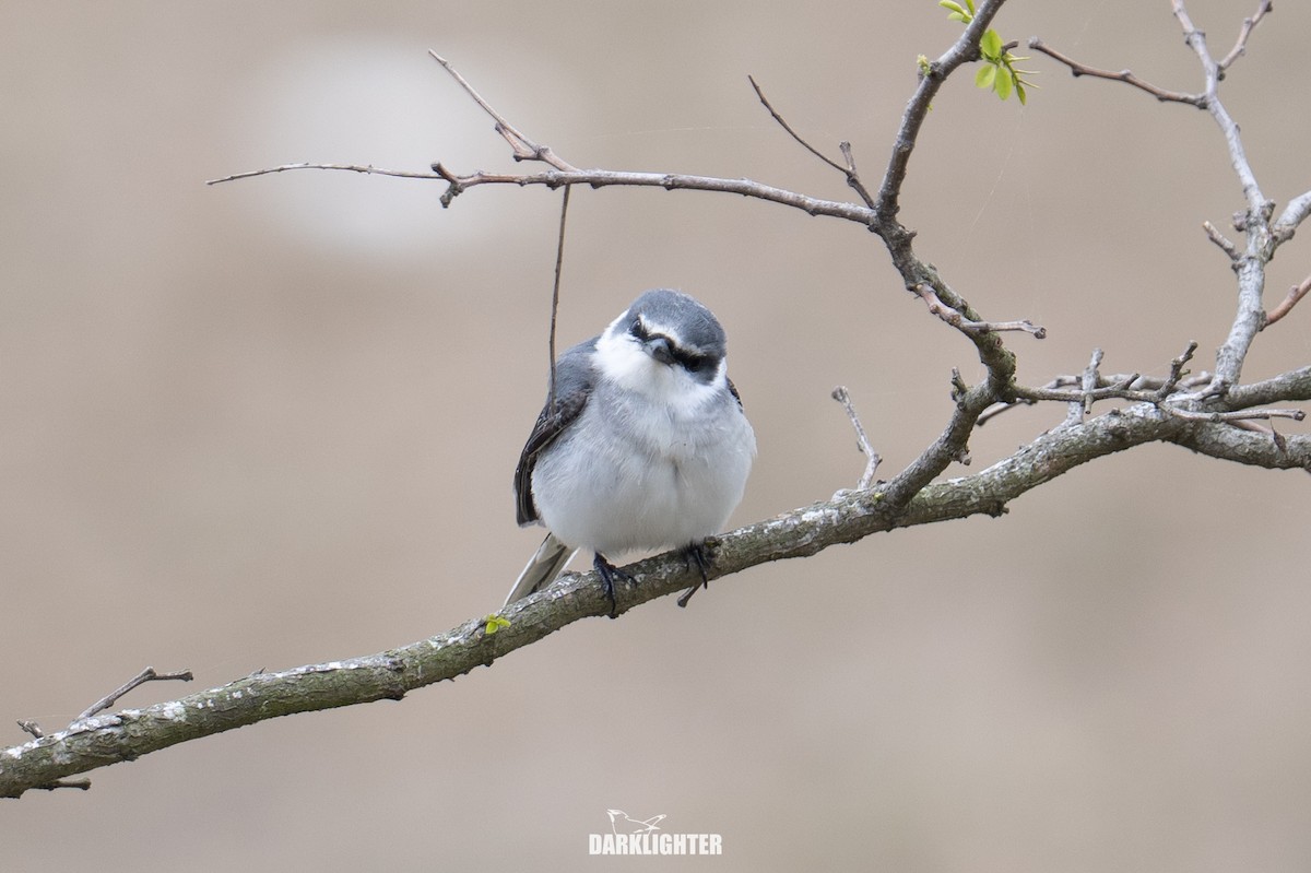 Ashy Minivet - ML655545698