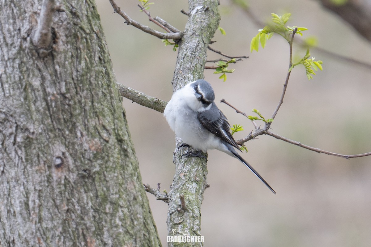 Ashy Minivet - ML655545699