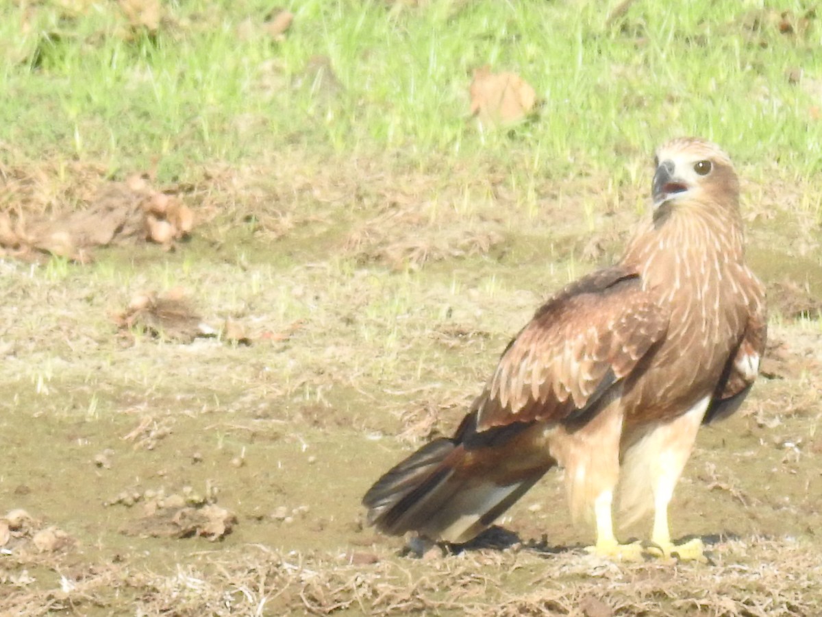 Brahminy Kite - ML655545704