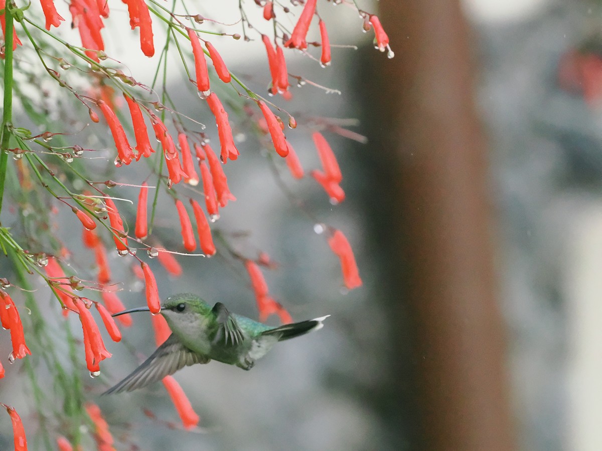 Violet-headed Hummingbird - ML655545705