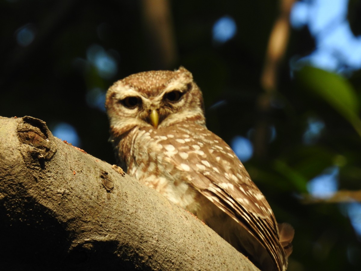 Spotted Owlet - ML655545708