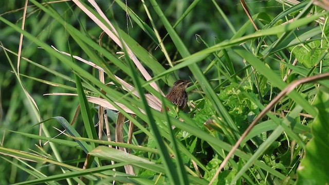 Pallas's Grasshopper Warbler - ML655548166
