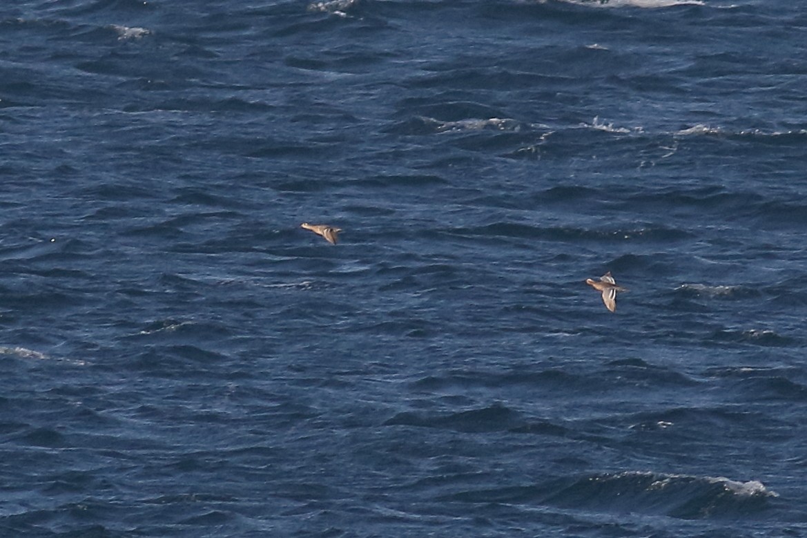 Garganey - Joe Stockwell
