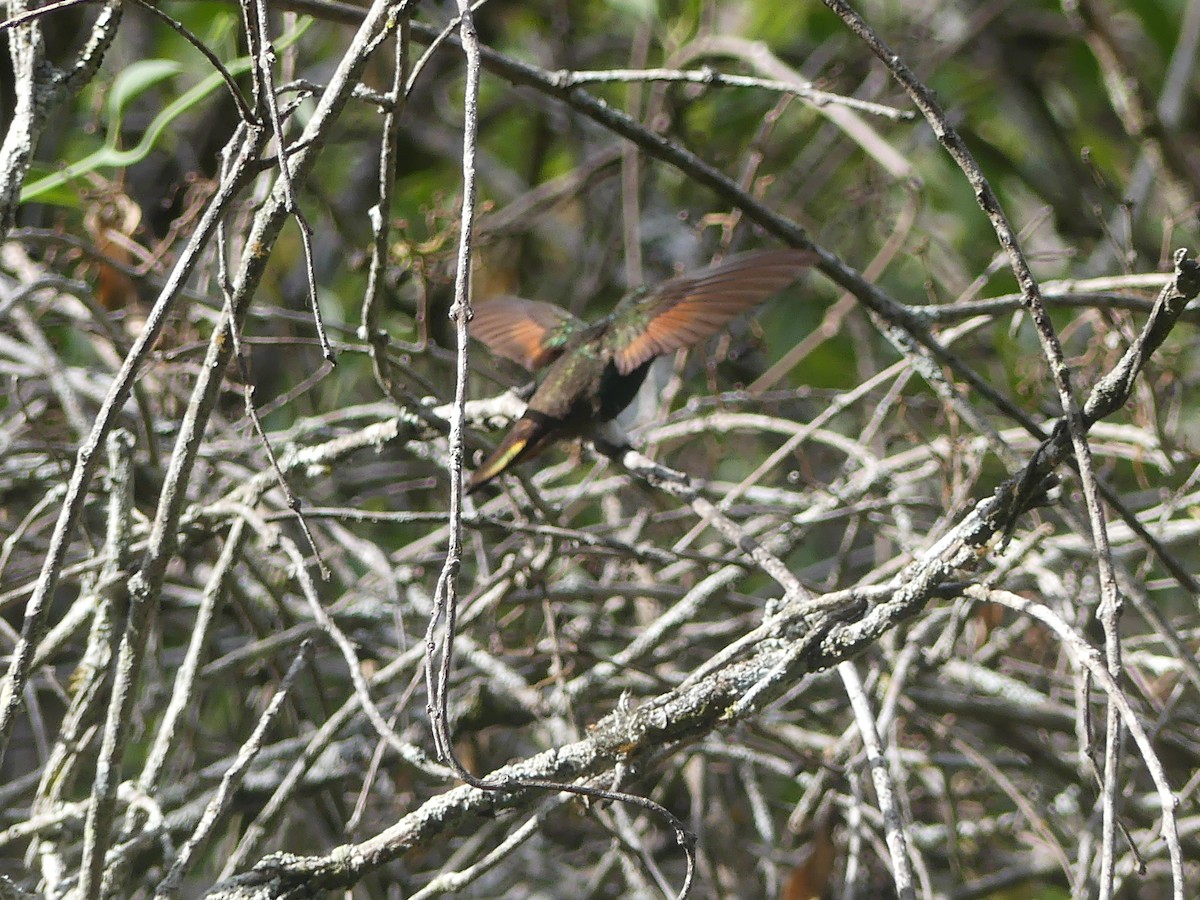 Berylline Hummingbird - ML655549596