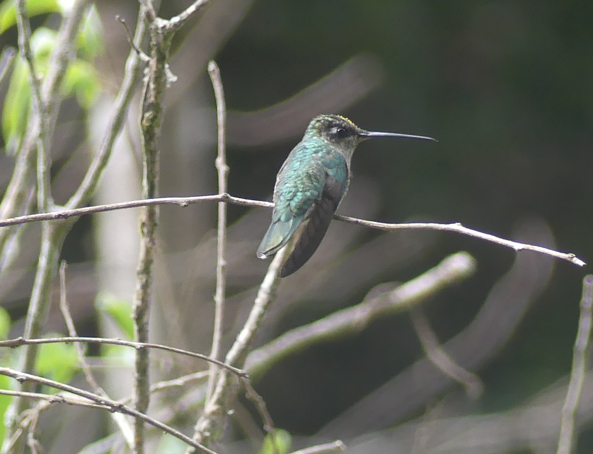 Green-throated Mountain-gem - ML655549662