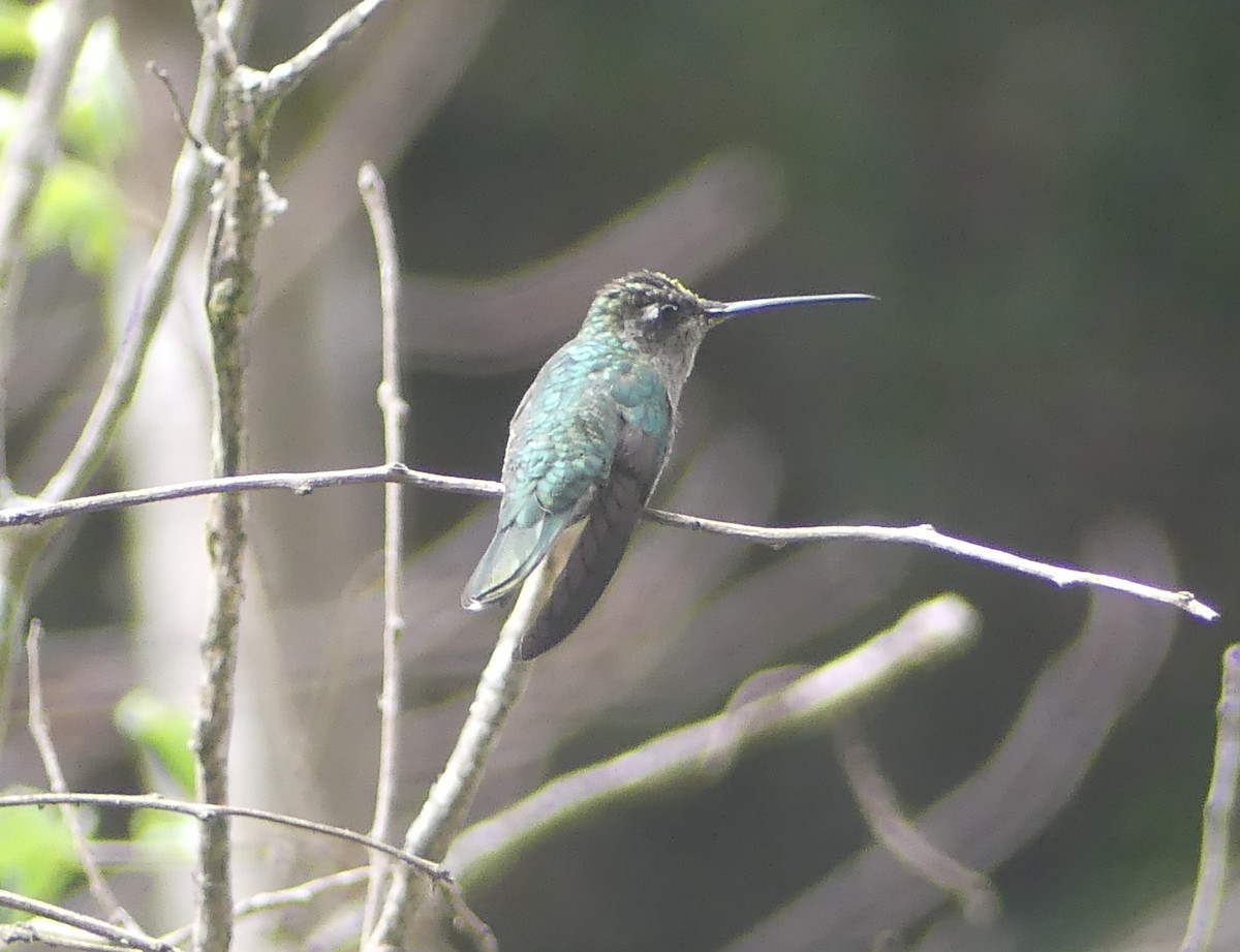 Green-throated Mountain-gem - ML655549691