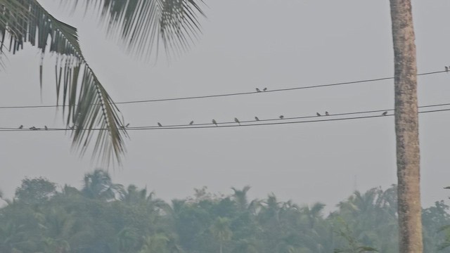 White-rumped Munia - ML655552423