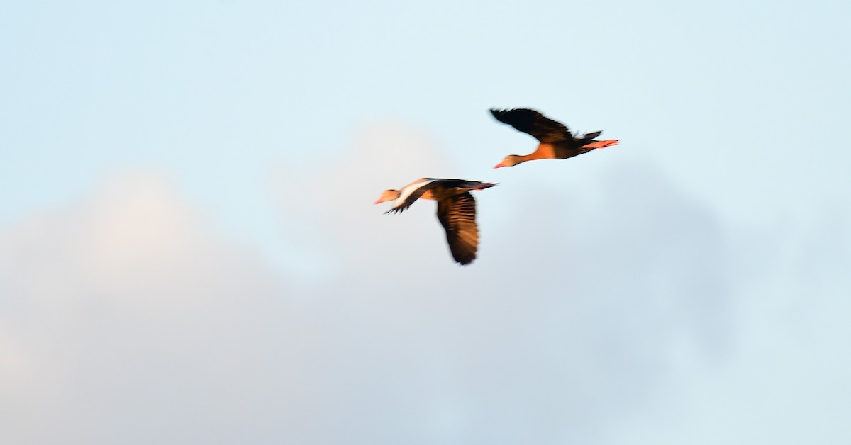 eBird Checklist - 22 Apr 2026 - West Regional WTF Wetlands - 17 species ...