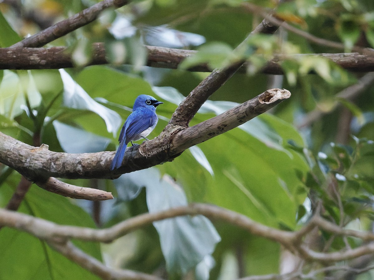 Short-crested Monarch - ML655556277
