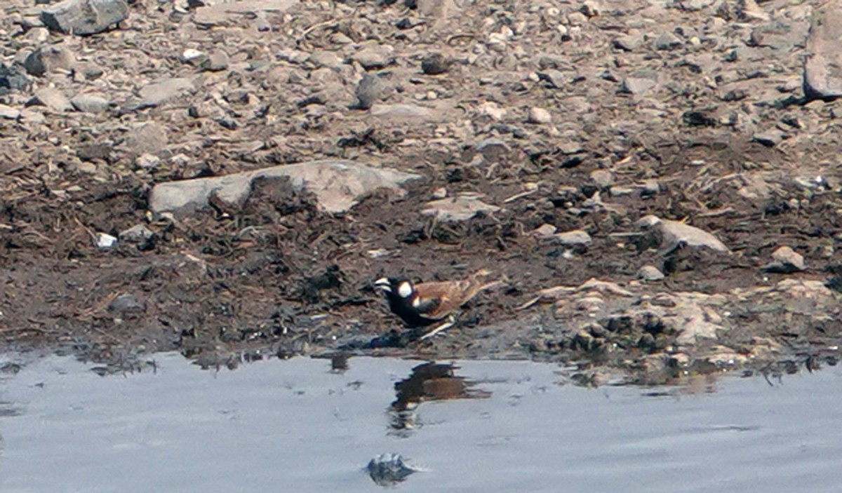 Chestnut-backed Sparrow-Lark - ML655558300