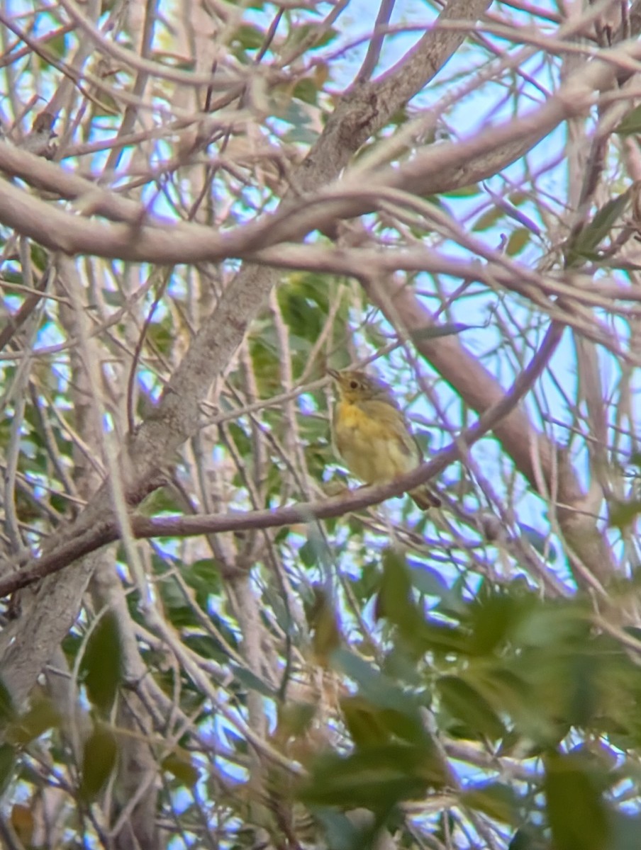 Northern/Mangrove Yellow Warbler - ML655559098