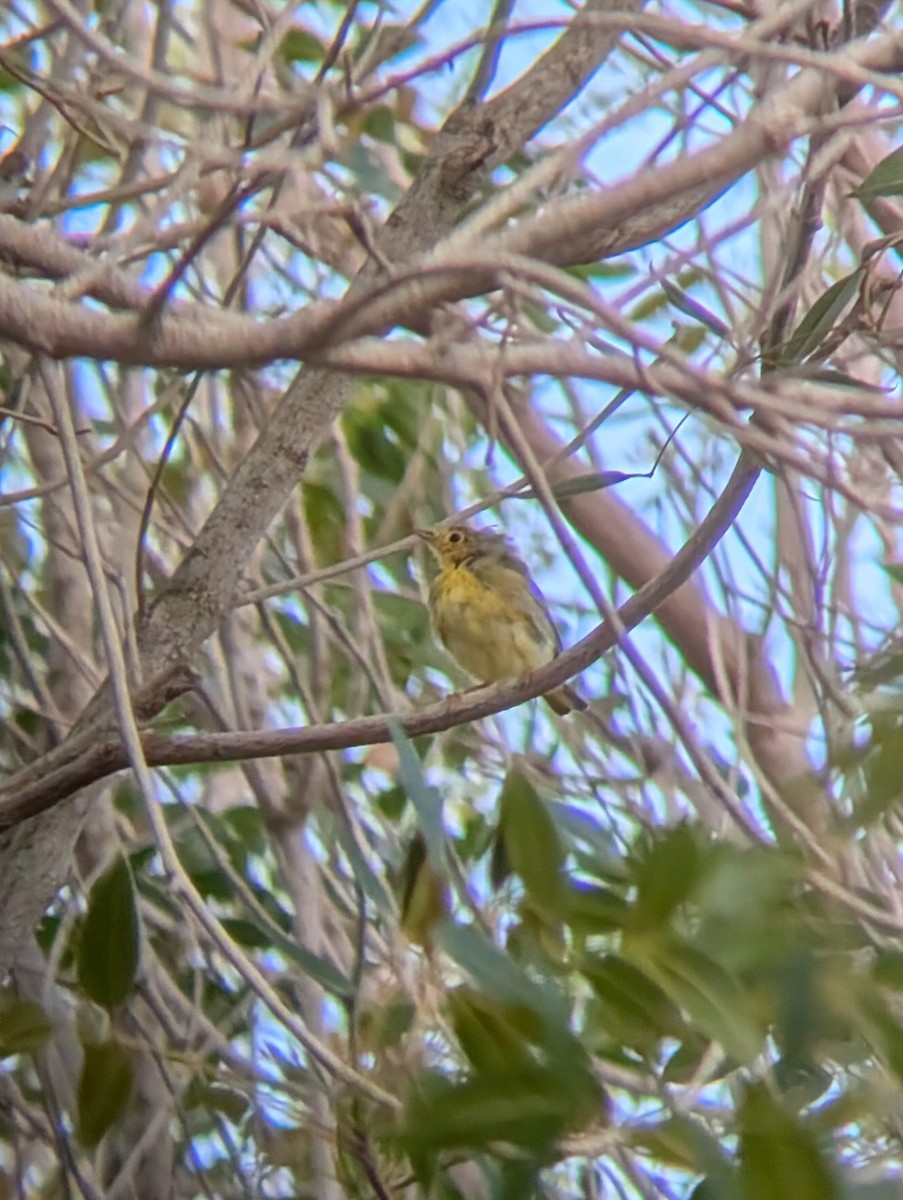 Northern/Mangrove Yellow Warbler - ML655559101