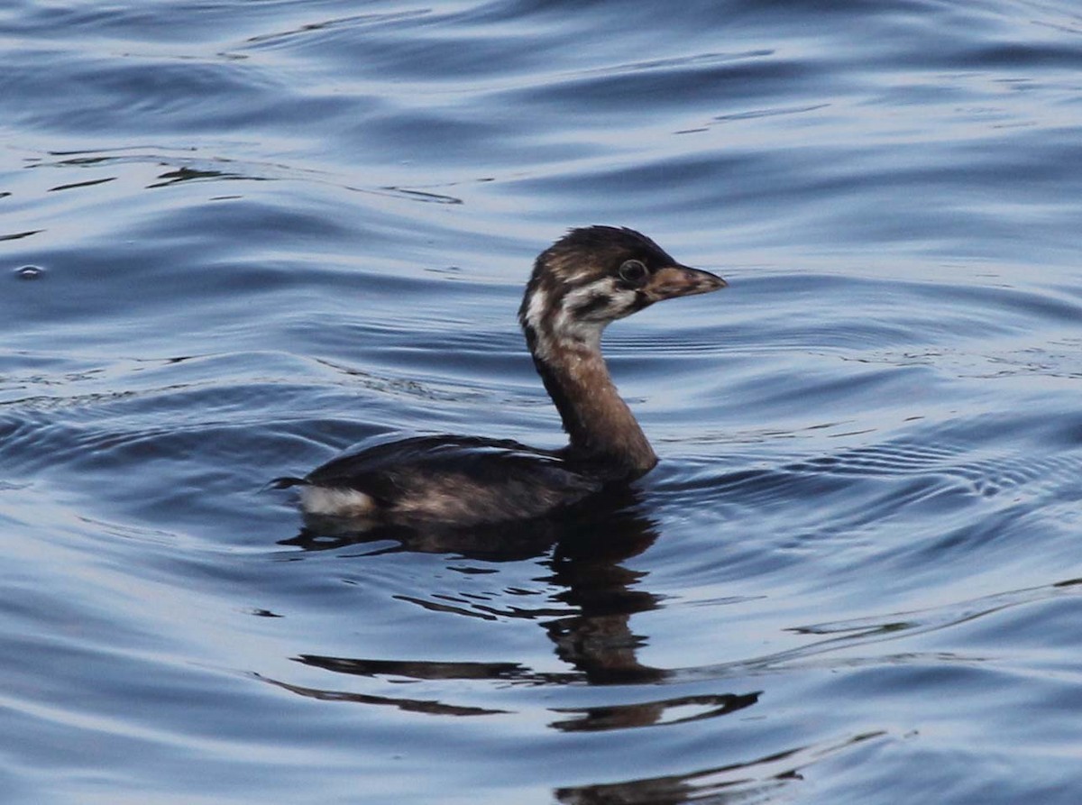 Pied-billed Grebe - ML65556211