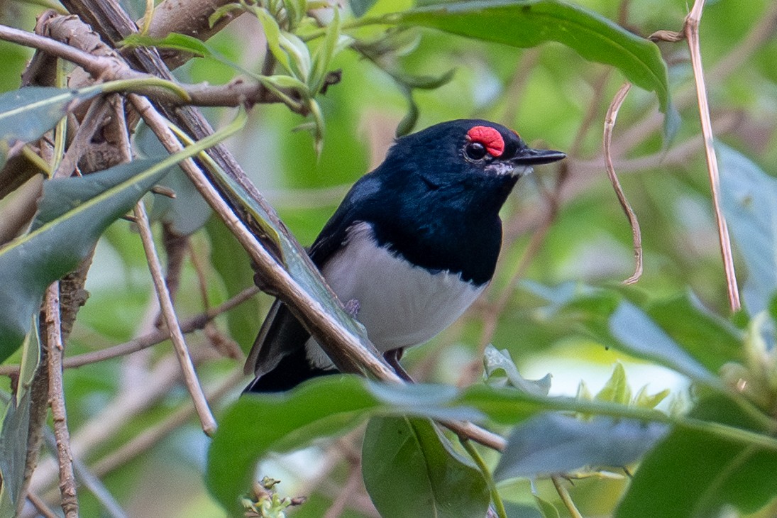 Banded Wattle-eye - ML655562909