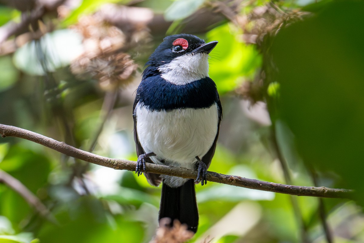 Banded Wattle-eye - ML655562977