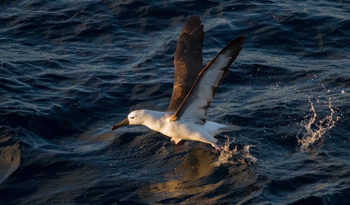 Atlantic Yellow-nosed Albatross - ML655563748