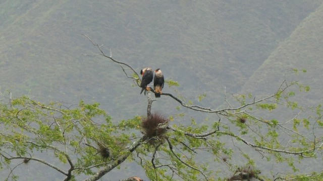 Crested Caracara (Northern) - ML655564589