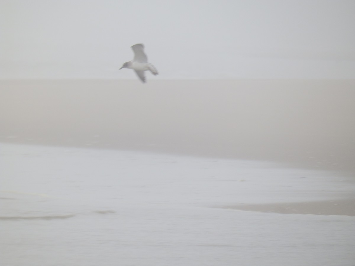 Franklin's Gull - ML65556471