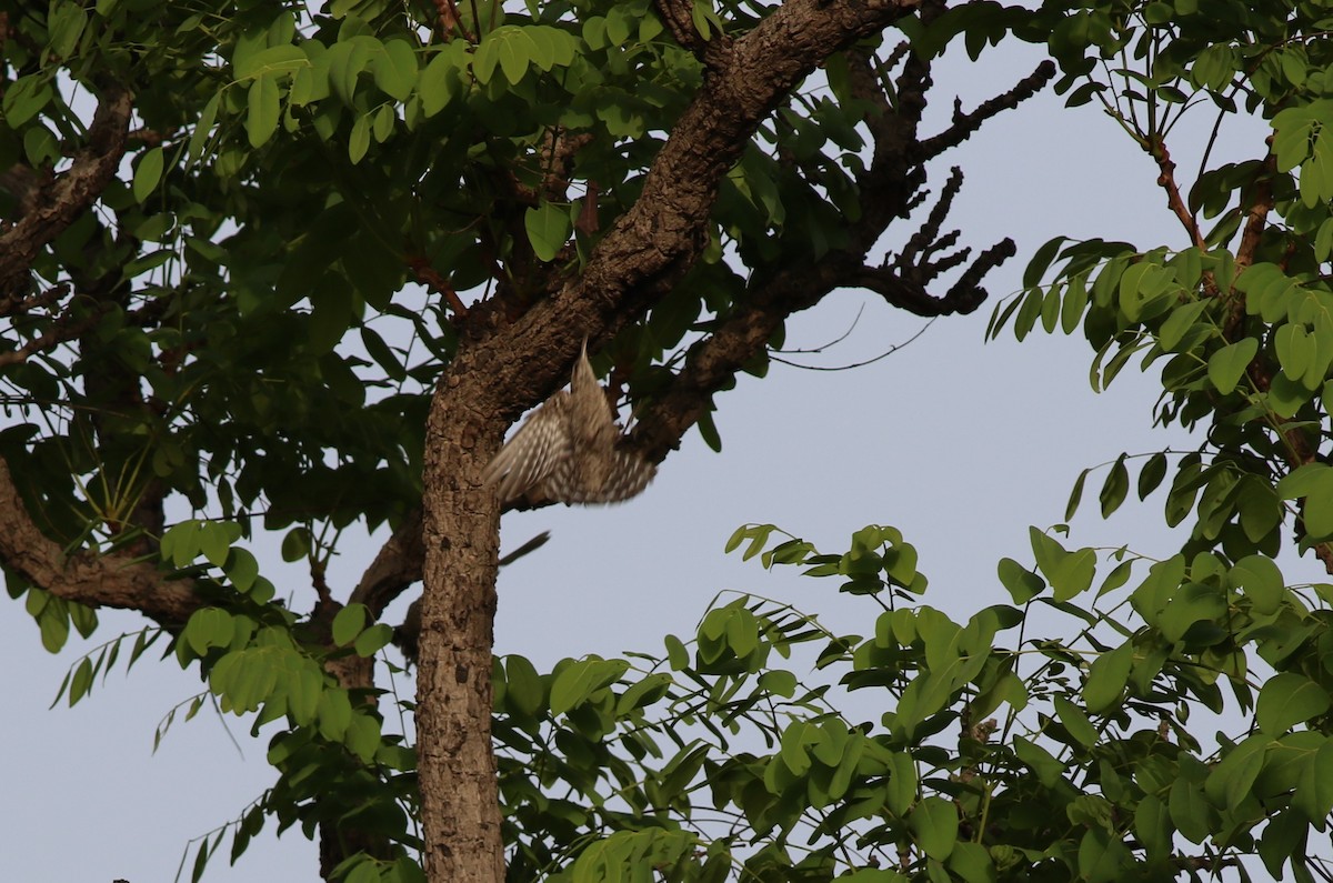African Spotted Creeper - ML655565316