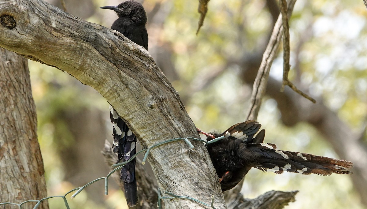 Violet Woodhoopoe - ML655565782