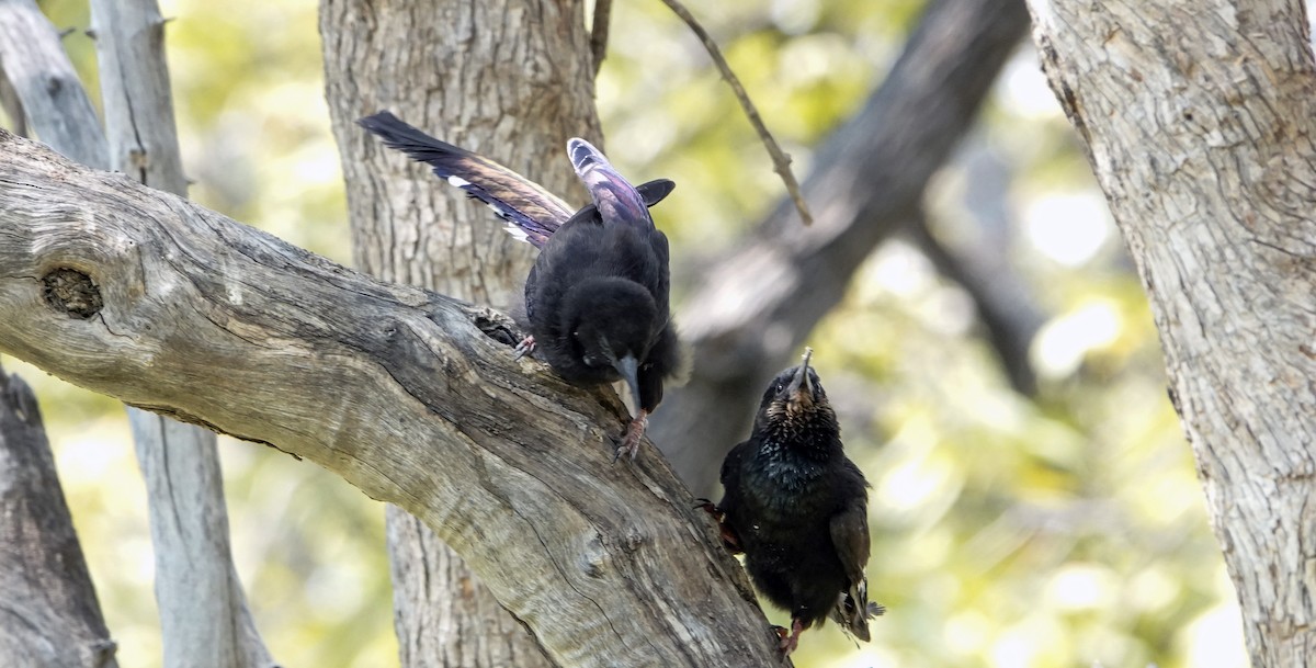 Violet Woodhoopoe - ML655566091