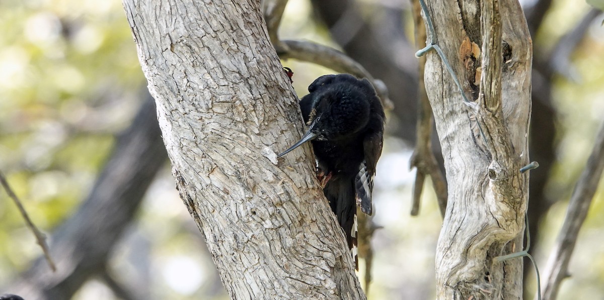 Violet Woodhoopoe - ML655566105