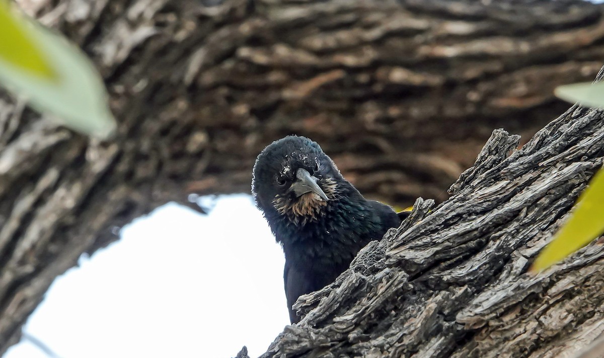 Violet Woodhoopoe - ML655566512